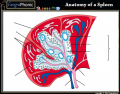 Anatomy of a Spleen