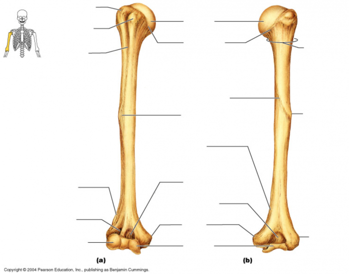 name-the-humerus-quiz