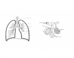Lower Respiratory System