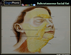 Subcutaneous facial fat