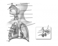 Respiratory System Diagram