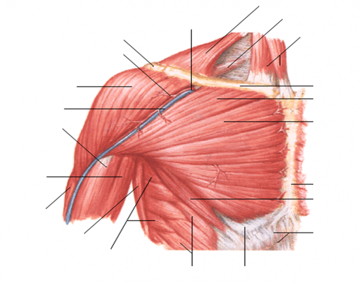 IPAP 161 Anterior view shoulder muscles Quiz