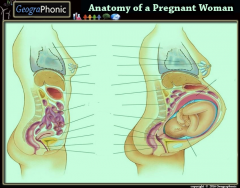 Anatomy of a Pregnant Woman