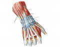 Muscles of the Wrist