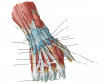 Extensor Tendons at Wrist (Posterior View)