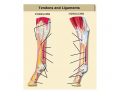 Horses Tendons and Ligaments