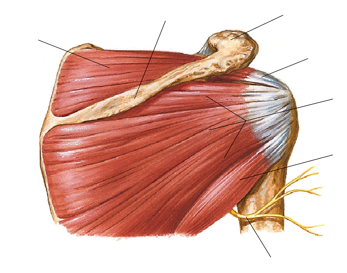 Posterior Rtc Muscles Muscles of the Rotator Cuff (Posterior) Quiz