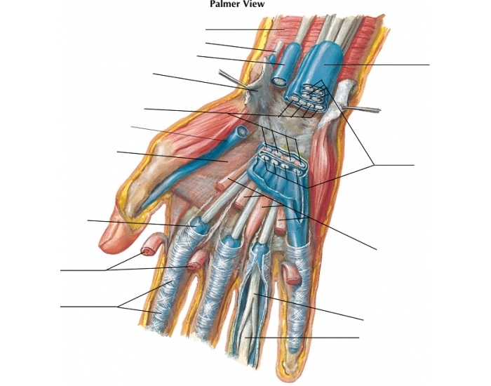 Bursae Spaces And Tendon Sheaths Of Hand Quiz 6071