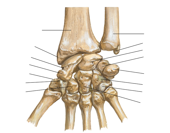 carpal bones anterior view