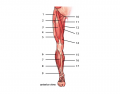 Leg Muscles (Anterior View)