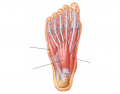 Muscles of Sole of Foot (1st Layer)