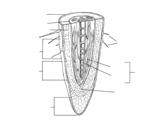 Label the root structure — Printable Worksheet