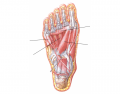 Muscles of the Sole of Foot (Third Layer)
