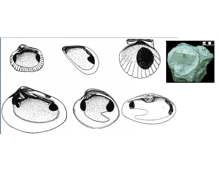 Hinge Line Bivalve - hinge classification Quiz