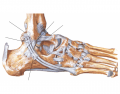 Ligaments and Tendons of Ankle (Lateral)