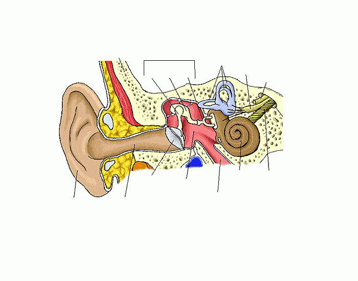 Human Ear Module 7 Biology Quiz