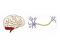 Brain & Neuron Label Game