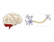 Brain & Neuron Label Game