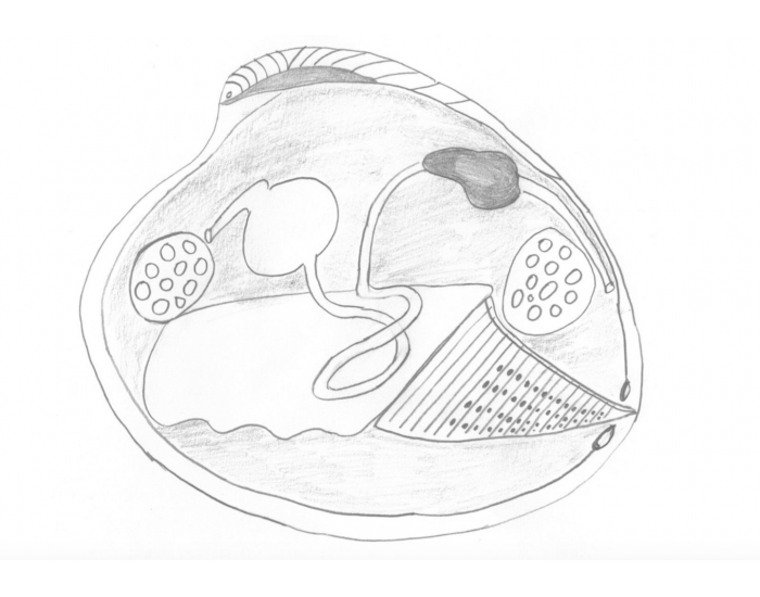 Clams Worksheet Clam — Printable Worksheet
