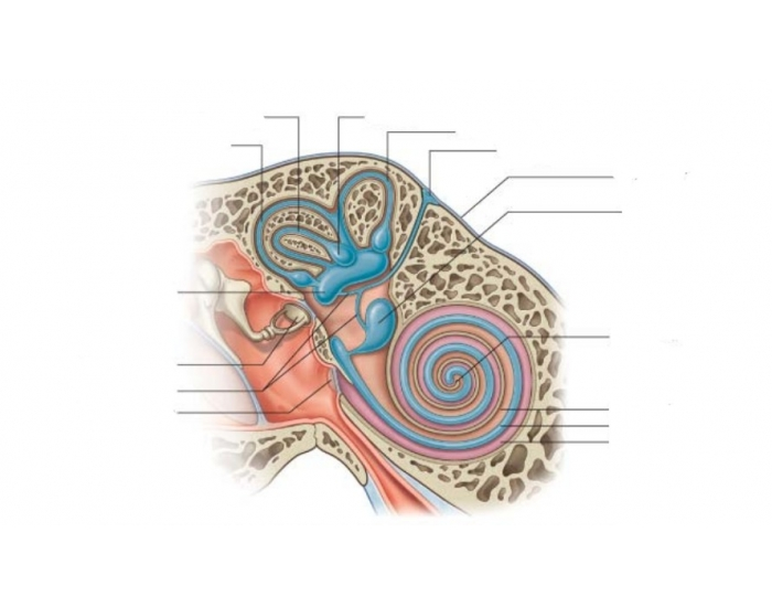 Ear Anatomy Diagram Quiz