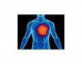 Cardiovascular Physiology Functions