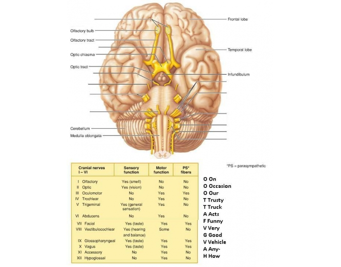 Label Cranial Nerves Quiz