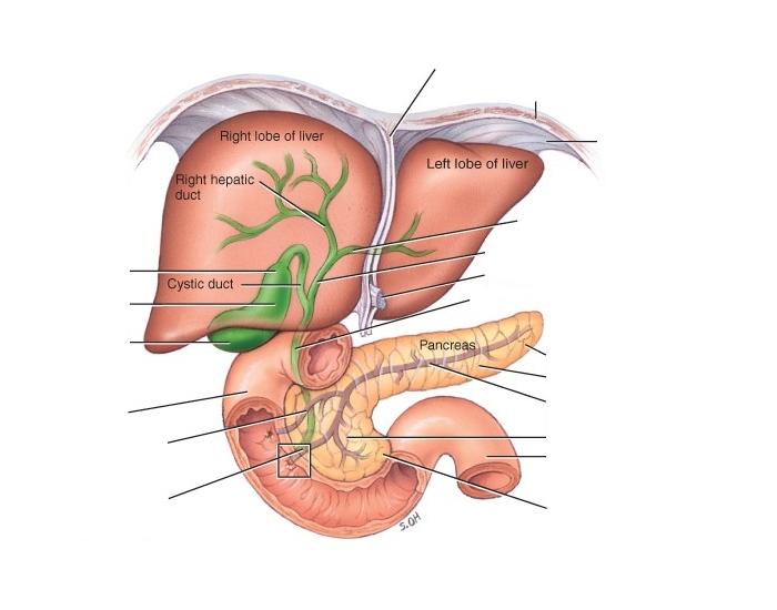 liver and gallbladder diagram