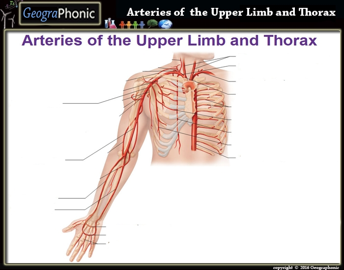 Vascular Anatomy of the Upper Thorax - Medivisuals Inc.