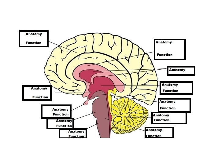 Brain Anatomy model simple Quiz