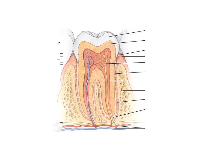 A Typical Tooth Anatomy Quiz