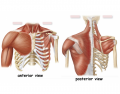 Shoulder Muscles 