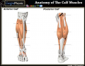 Anatomy of The Calf Muscles