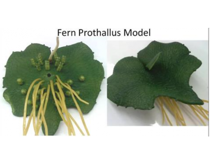 Prothallus Model Quiz