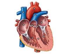 Parts of the Human Heart