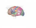 Cerebral Lobes and Areas