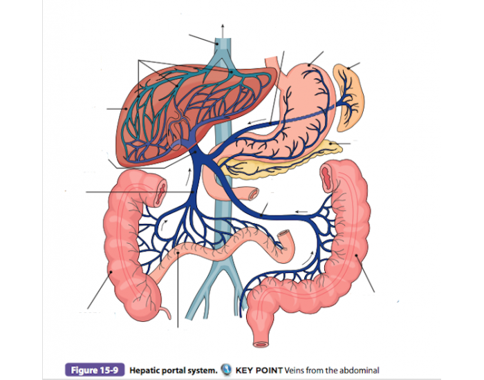 hepatic portal system