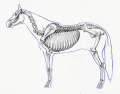 Axial horse skeleton
