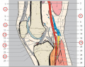 Secção sagital do joelho