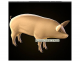Pork/ Swine Wholesale Percentages