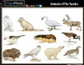 Game | Animal species of the Tundra Biome
