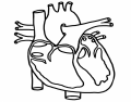Heart Quiz