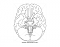 Cranial Nerves - Name & Number