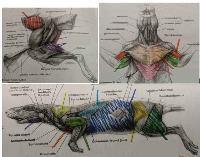 Rat Muscles Label the White Rat Muscles — Printable Worksheet