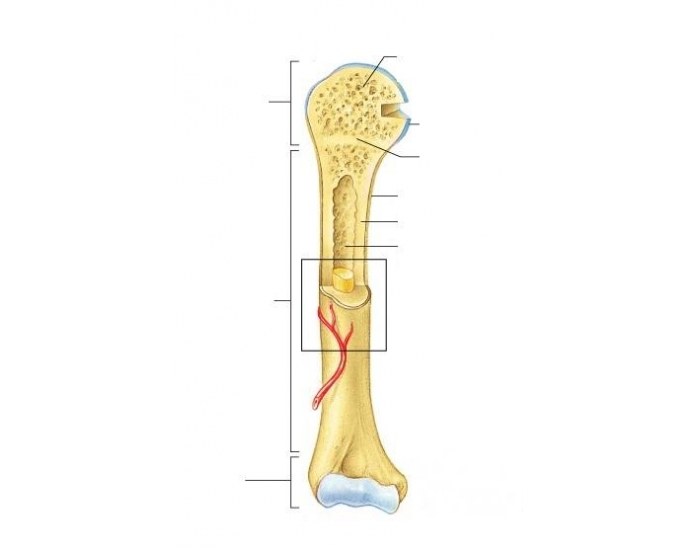 Cal Long Cal Long Bone Quiz