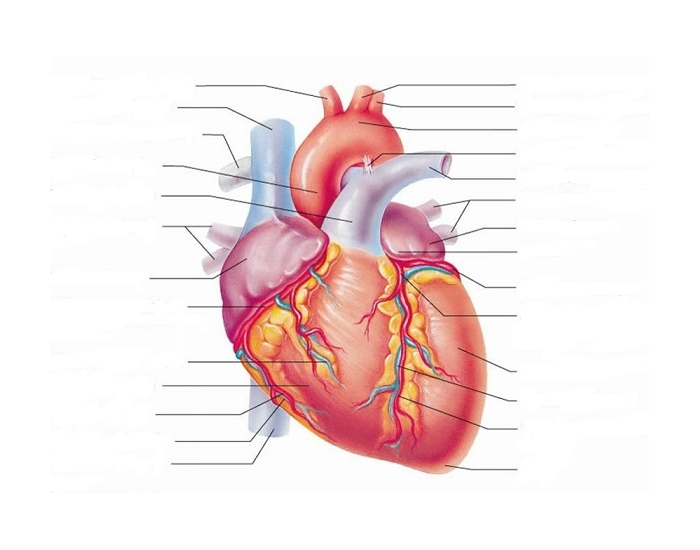 human heart diagram unlabeled