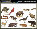 Animals of the temperate forest | quiz