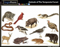 Game | Animals of the temperate forest