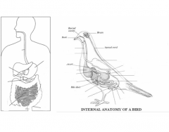 Bird Internal vs. Human Internal Digestive
