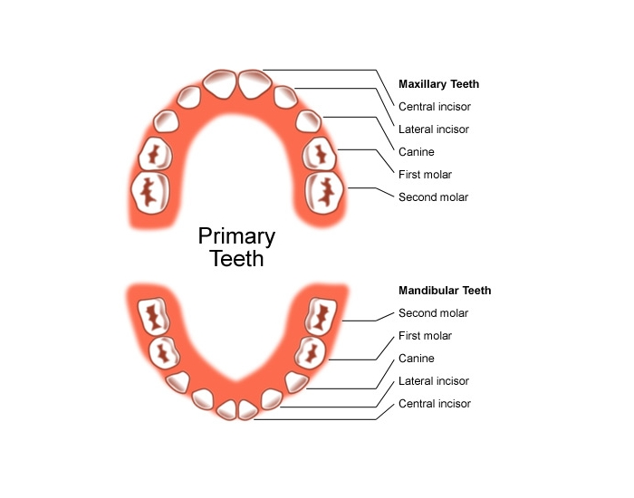 Permanent Tooth Eruption Chart Quiz 54 OFF Permanent tooth eruption chart quiz 54 off