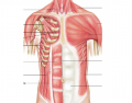 Anterior Thorax Muscles
